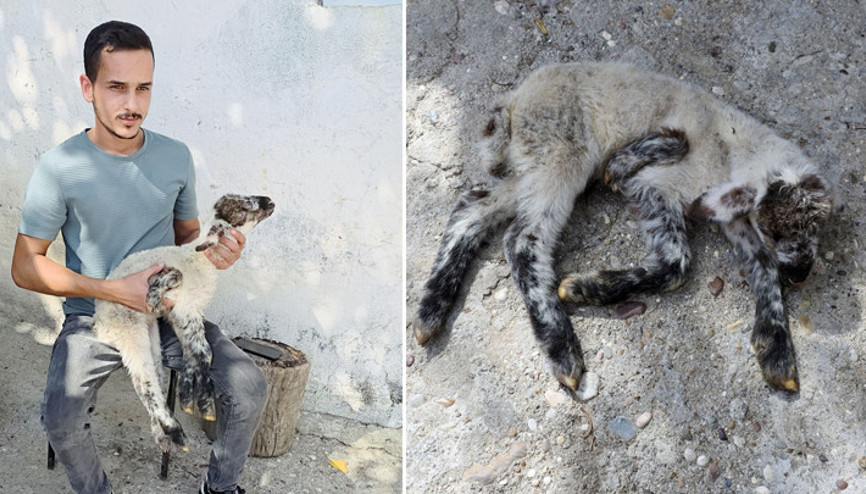 Antalyada 5 bacaklı kuzu doğdu Annesi besleyemiyor, biz besliyoruz