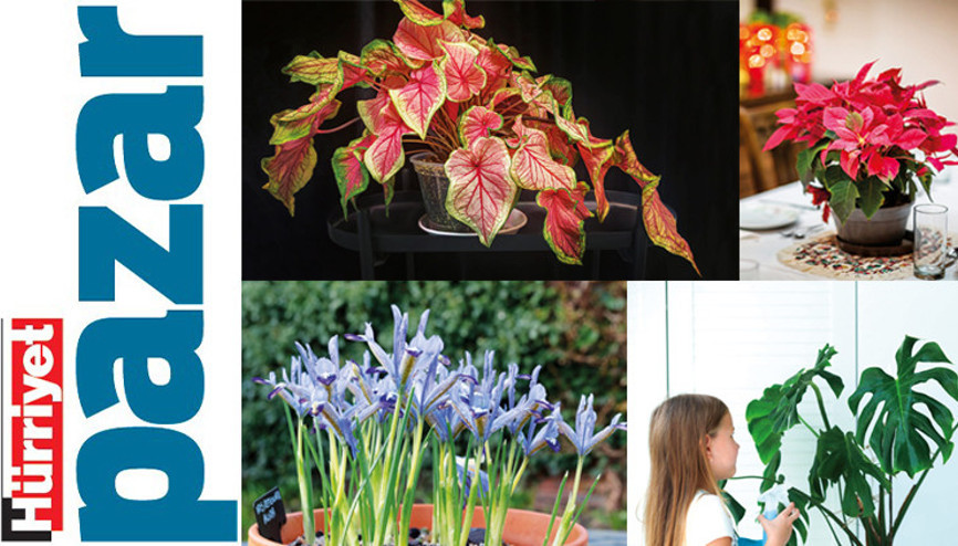 Evimizin gözbebekleri ama zehirli türleri de var