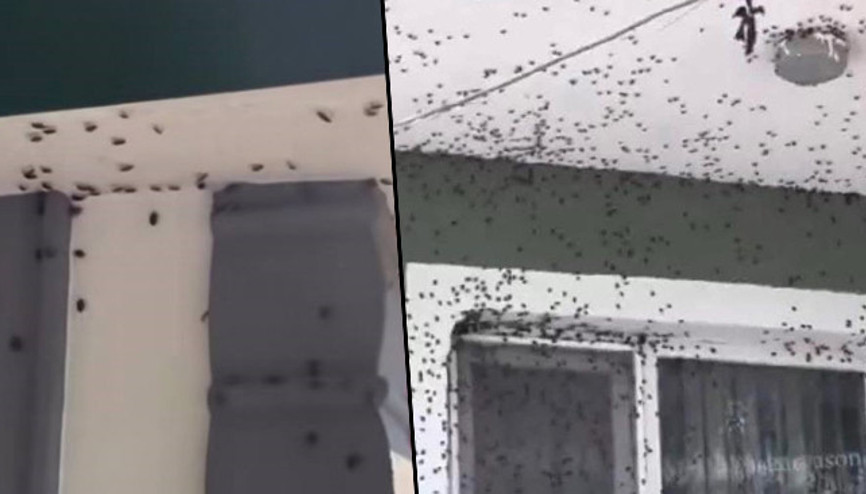 Havaların soğumasıyla evleri istila ettiler: İlçede herkes tedirgin Son iki gündür her yerde karşımıza çıkıyor