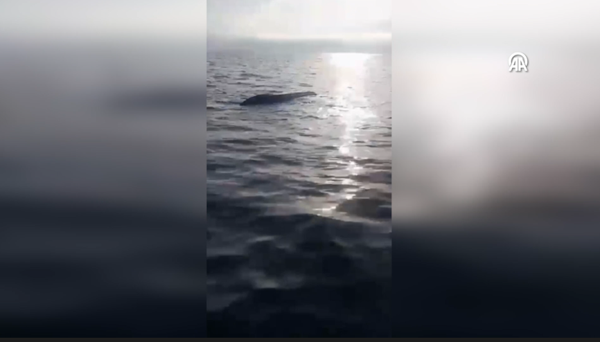 Artvin açıklarında insansız deniz aracı bulundu