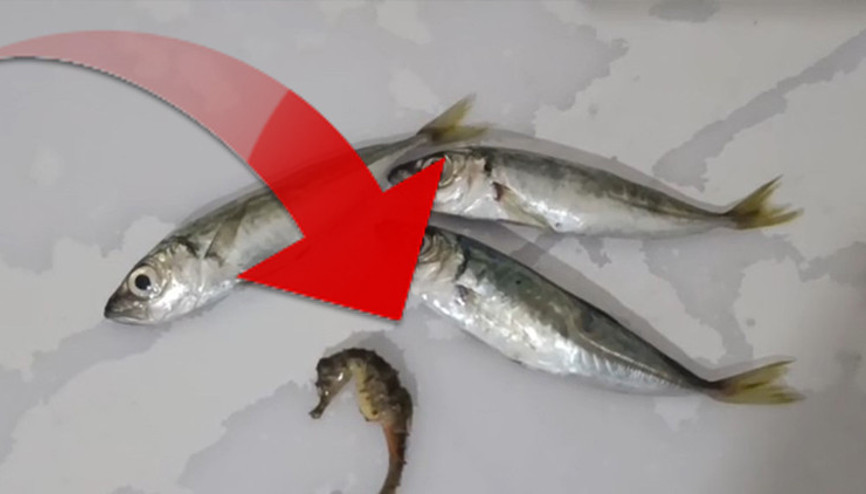 Hakkaride balıkların arasından çıktı... İlk kez böyle bir canlıyla karşılaştım Hakkaride balıkların arasından çıktı... İlk kez böyle bir canlıyla karşılaştım