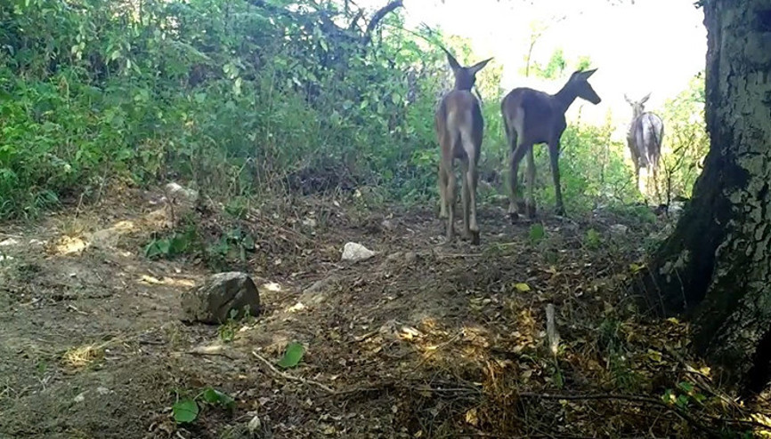 Yavrularıyla birlikte Bursada fotokapana yansıdı