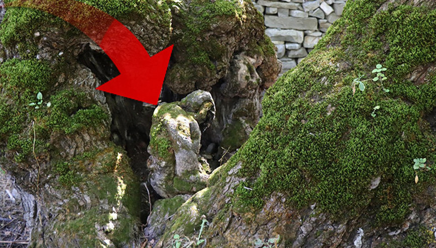 Erzurumdaki 300 yıllık ağaçta şok görüntü Mahalleli olarak her baktığımızda şaşırıyoruz