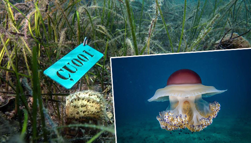 Dünya üzerinde sadece Marmara Denizinde var 8 istasyondan takip ediliyor | Hastalık başlarsa koruyamayabiliriz Dünya üzerinde sadece Marmara Denizinde var 8 istasyondan takip ediliyor | Hastalık başlarsa koruyamayabiliriz