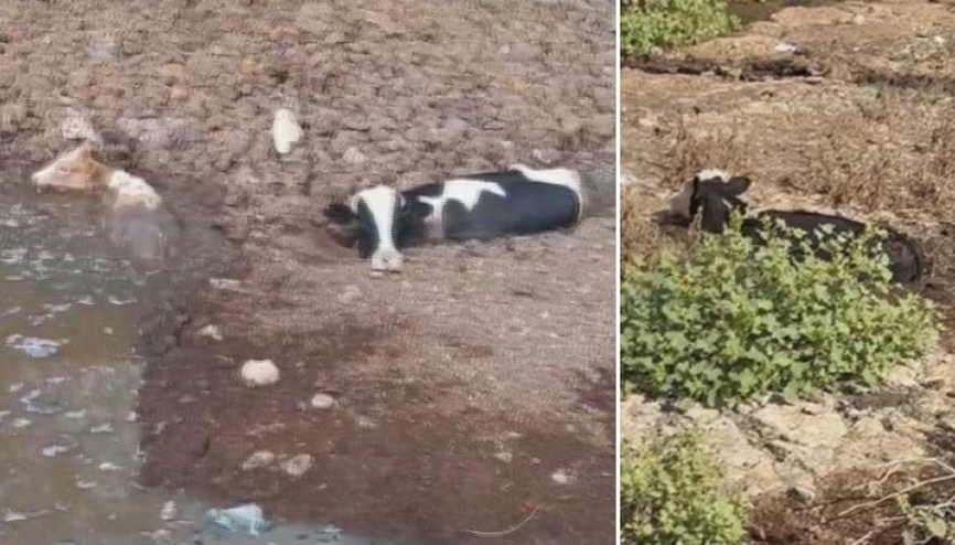 Hatayda 3 inek dere yatağında balçığa saplandı İtfaiye ekipleri kurtardı