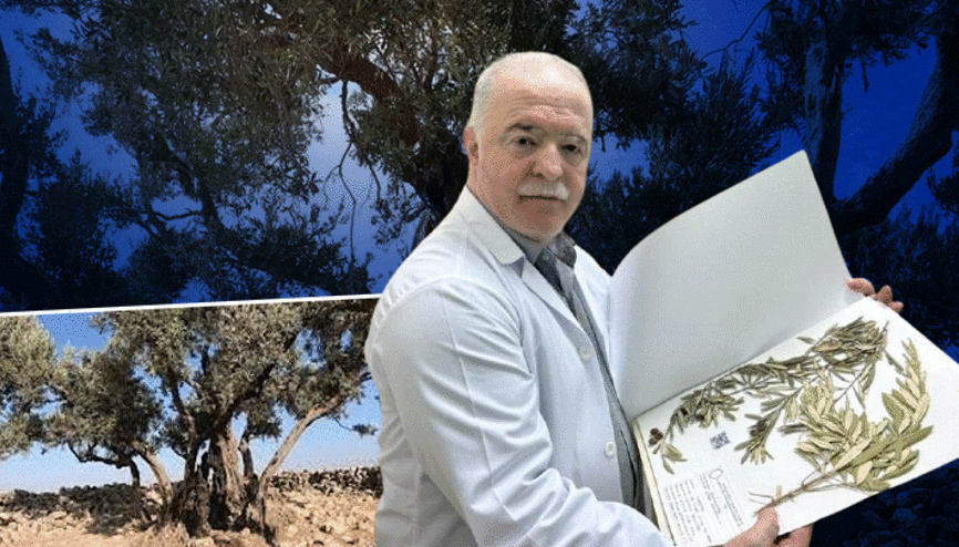 Nuhun Gemisi nerede Zeytin ağacından gelen delil... Ağrı Dağında değil, burada