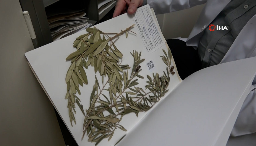 Zeytin ağacından gelen delil: Nuhun Gemisi Cudi Dağında