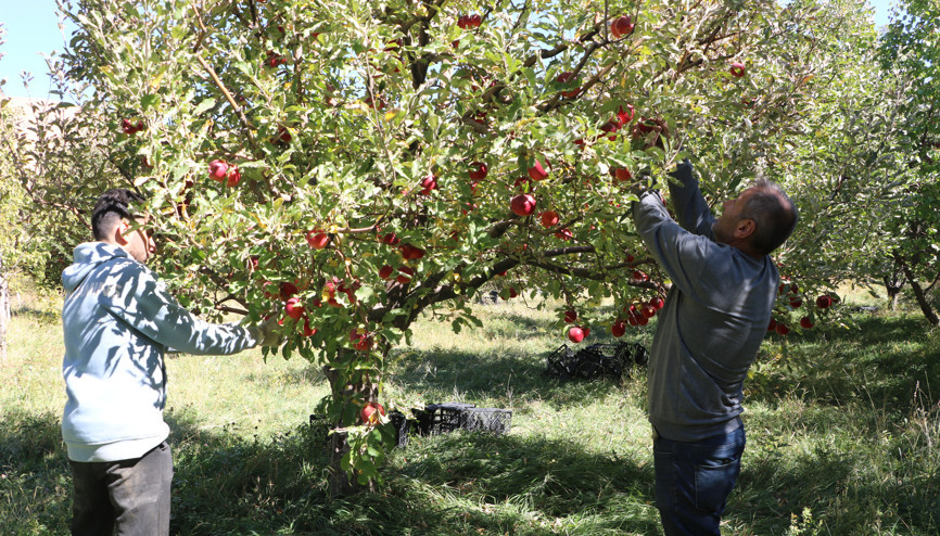 Yüksekovalı üretici, 25 yıllık bahçesinden 200 ton elma hasadı yaptı Yüksekovalı üretici, 25 yıllık bahçesinden 200 ton elma hasadı yaptı