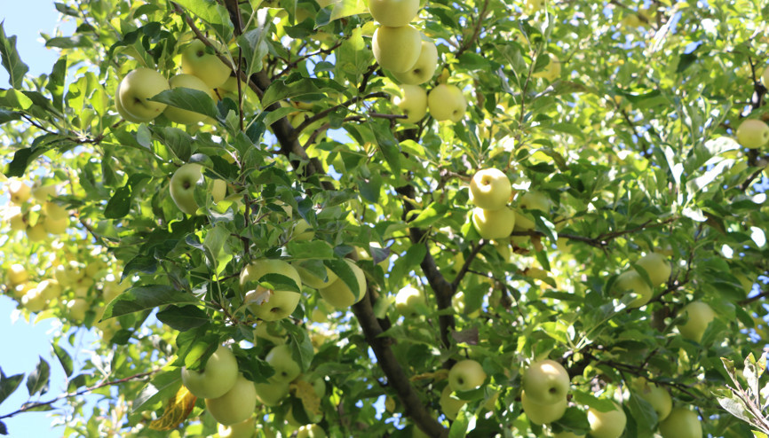 Yüksekovalı üretici, 25 yıllık bahçesinden 200 ton elma hasadı yaptı / Ek fotoğraflar Yüksekovalı üretici, 25 yıllık bahçesinden 200 ton elma hasadı yaptı / Ek fotoğraflar