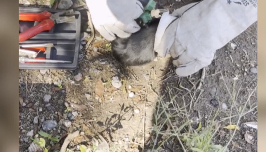 Osmaniye’de kafası plastik kapağa sıkışan kedi itfaiye tarafından kurtarıldı