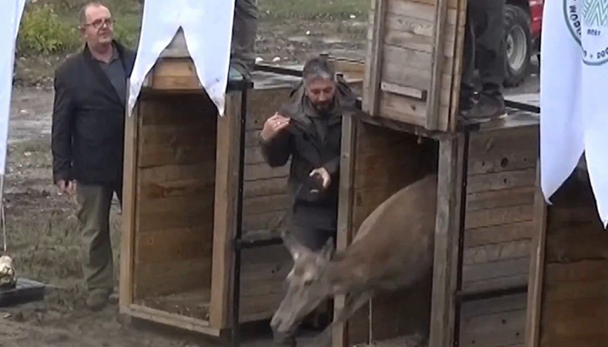 Üniversite tarafından yetiştirilip doğaya salındılar