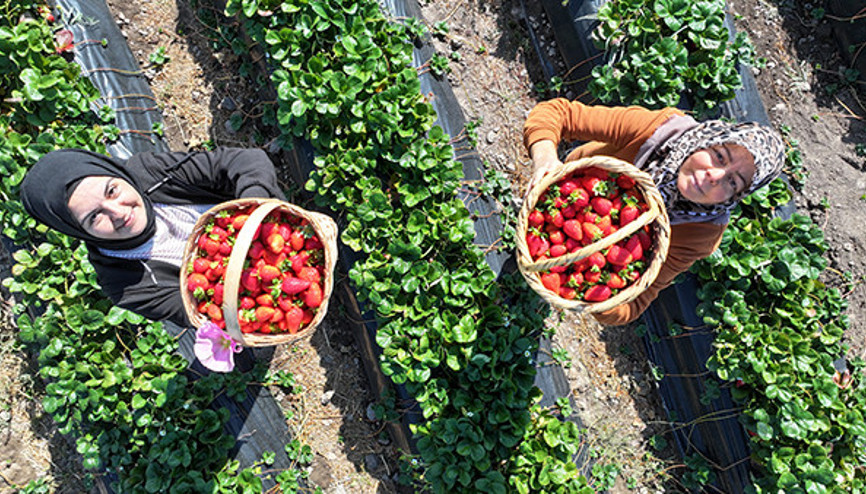 Atalarından miras kalan atıl durumdaki topraklara ektiler Gelin görümce beraber yapıyor: Sabah 5te uyanıp başlıyoruz