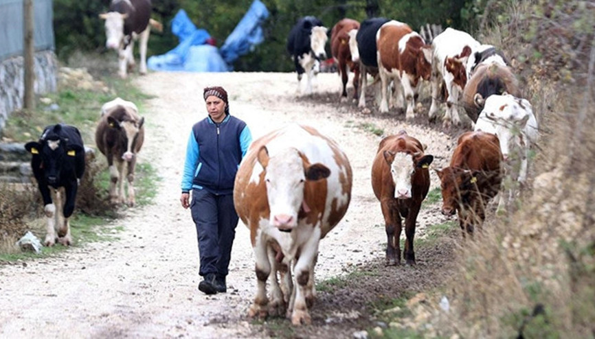16 yıl önce eşinin köyüne geldi Devlet desteğiyle hayatı değişti: Eşimle beraber dört gözle bekliyoruz