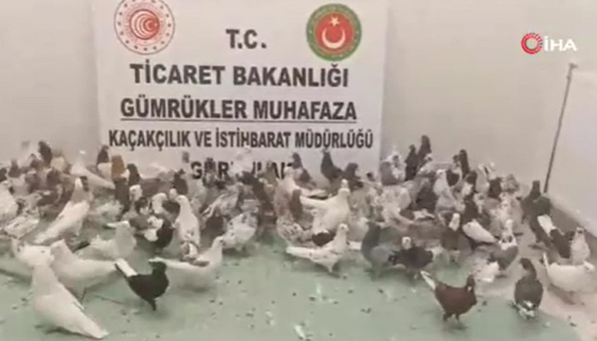 Gürbulak Gümrük Kapısında cancan cinsi 85 güvercine el konuldu Gürbulak Gümrük Kapısında cancan cinsi 85 güvercine el konuldu