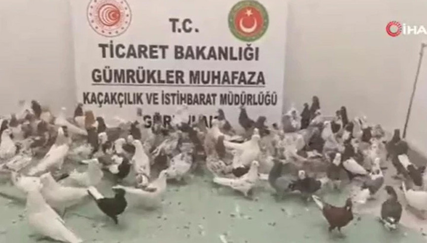 Gürbulak Sınır Kapısında TIRda 85 adet Cancan cinsi güvercin ele geçirildi