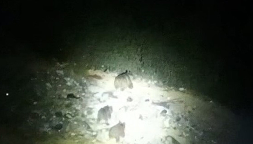 Yavrularıyla birlikte yola indi, görenler kayda aldı