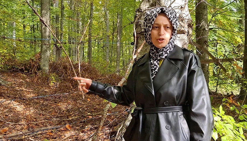 İlk hasadını ayılara kaptırdı