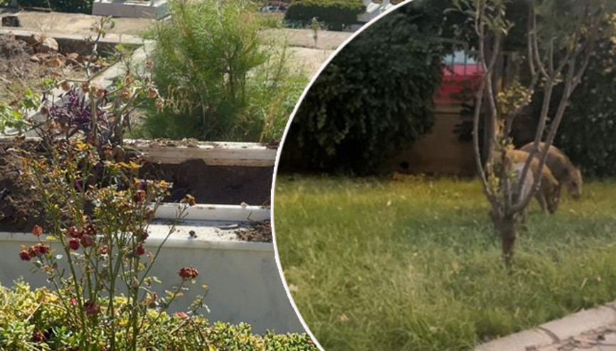 Özellikle gece saatlerinde geliyorlar Mezarlıkları eşeliyorlar | Vatandaş isyan etti: Bölgeden uzaklaştırın