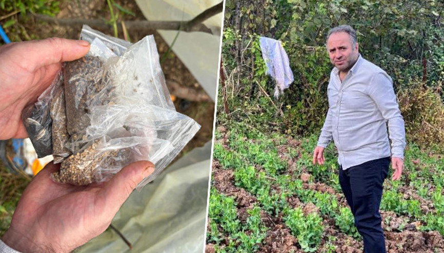 Yıllar önce başladı Ülkenin dört bir yanına ücretsiz gönderiyor Alın yiyin çekirdeklerini bana getirin