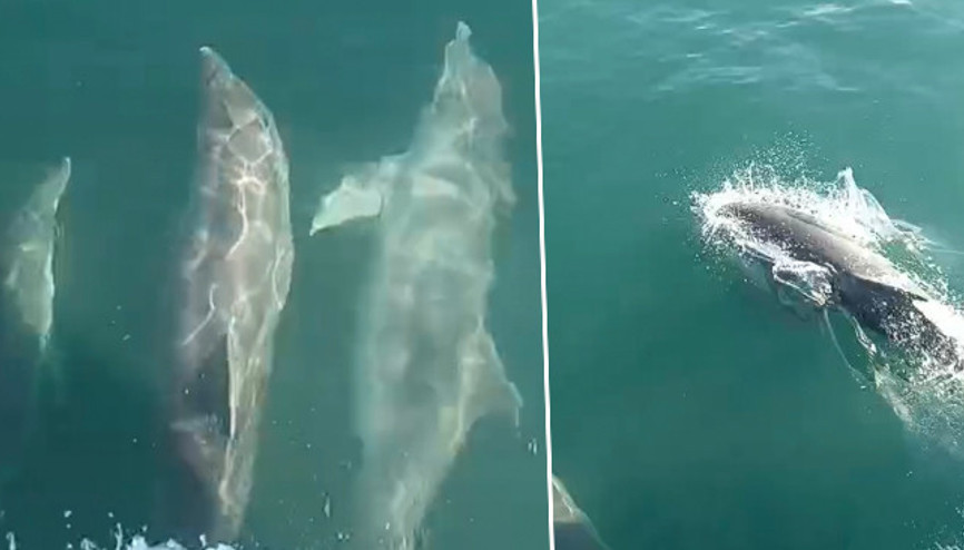 Balık tutmak için denize açıldı Teknesinin yanında 3 tane gördü