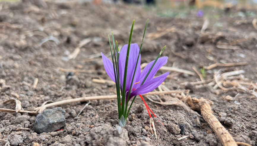 Hakkaride ilk kez ekilen safranın hasadı yapılacak Hakkaride ilk kez ekilen safranın hasadı yapılacak