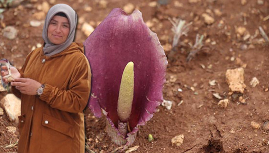 Mantar toplarken fark etti dünya tarihine geçti Zehirli bir tür Türkiye bu cinsin en önemli çeşitlenme merkezlerinden biri Mantar toplarken fark etti dünya tarihine geçti Zehirli bir tür Türkiye bu cinsin en önemli çeşitlenme merkezlerinden biri