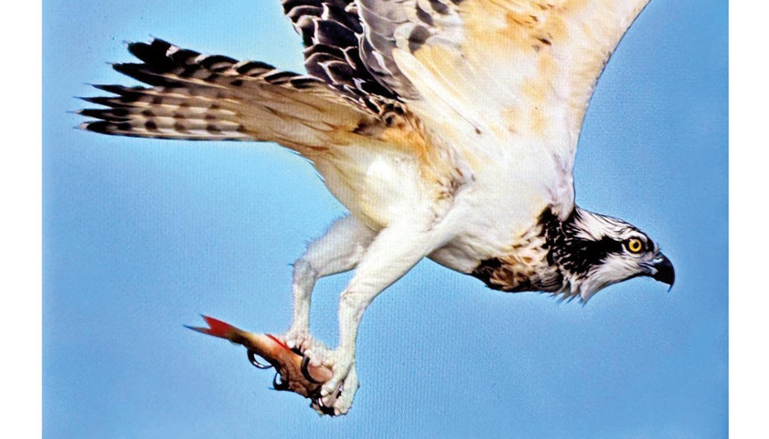 ‘Balık kartalı’ Uluabat’ta avlandı