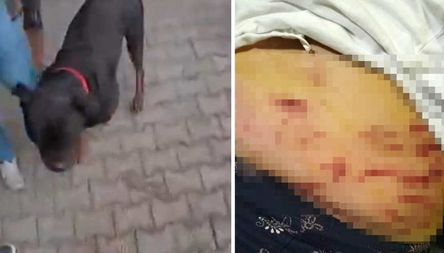 Ağızlıksız gezdirilen köpek önüne gelene saldırdı Korku dolu anlar kamerada