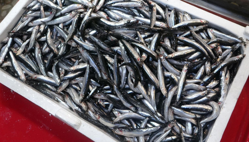 Karadenizde popülasyonu arttı İlk karlar, yağmurlar yağsın daha da iyi olacak Karadenizde popülasyonu arttı İlk karlar, yağmurlar yağsın daha da iyi olacak