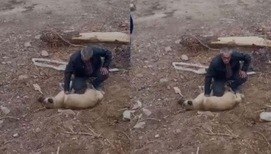Köpeği kalp masajıyla kurtardı… O anlar kamerada
