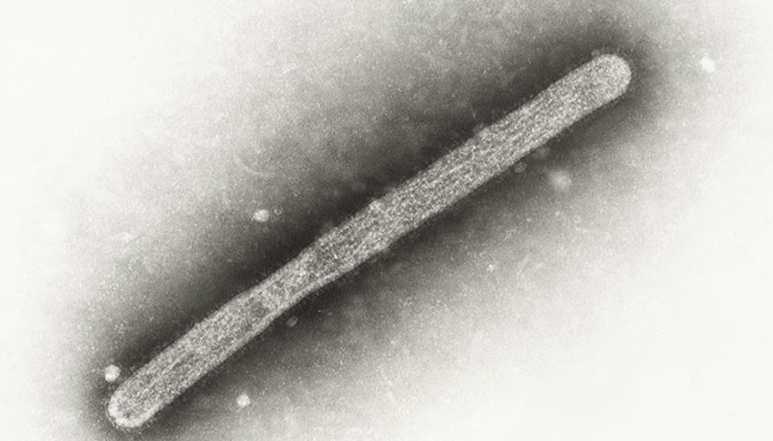 Almanyada kuş gribi alarmı