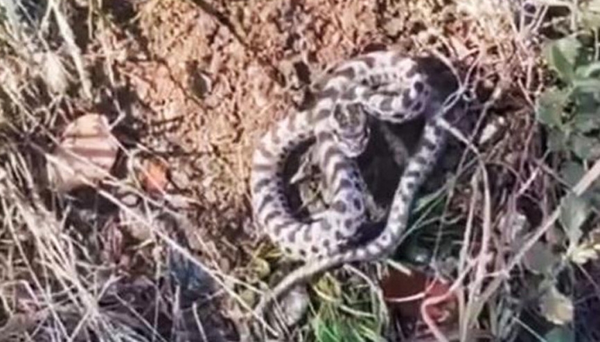 Dünyanın en zehirlisi... Karabükte mantar ararken karşılaştı