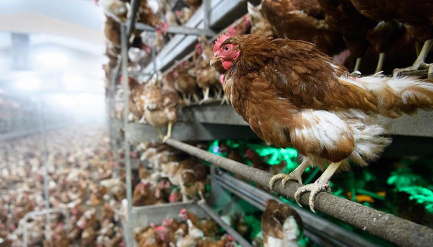 Almanyada kuş gribi alarmı… 400 bin fazla hayvan itlaf edildi