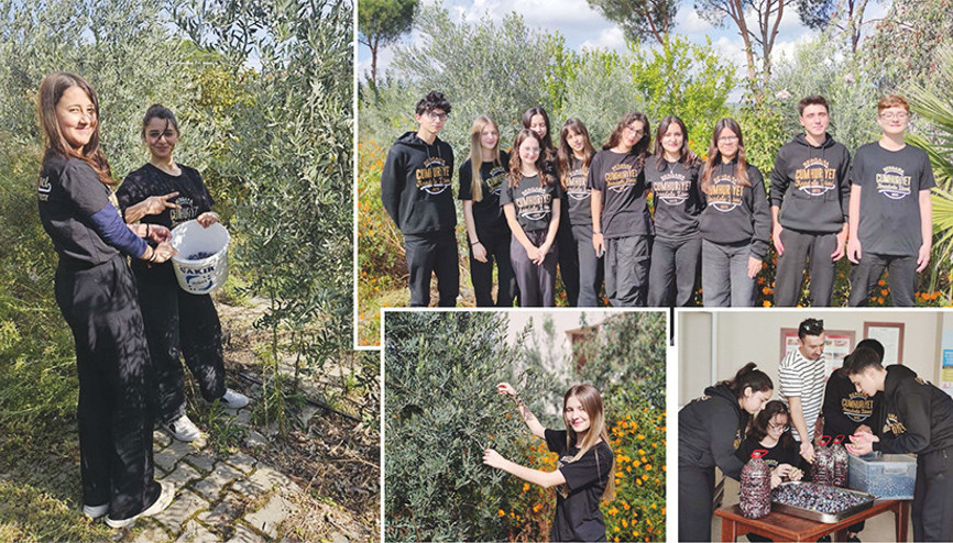 Okulda zeytin hasadı