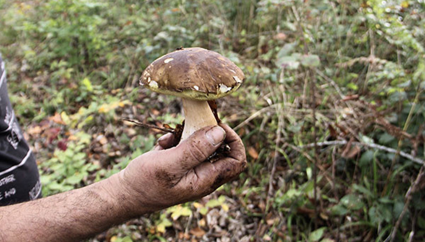 Kentte boletus edulis toplayarak para kazanıyorlar: Günde 4 saatini ayırıyor | Güzel de para veriyorlar, bizim için o önemli
