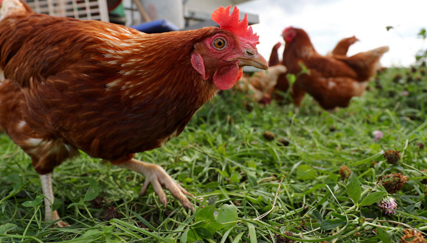 500 bin kümes hayvanı itlaf edildi