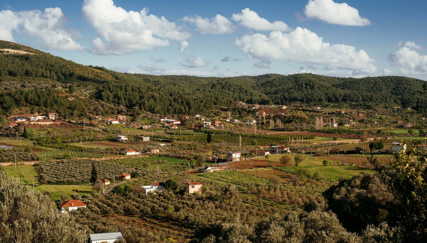 Seferihisarda Orhanlı Köyü 2nci Zeytin Hasadı Festivali düzenlenecek Seferihisarda Orhanlı Köyü 2nci Zeytin Hasadı Festivali düzenlenecek