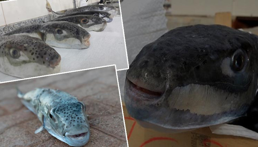 Akdeniz’de başladı, Ege ve Marmara’ya yayıldı: Zehirli balık alarmı Bugüne kadar 27 kişi hayatını kaybetti