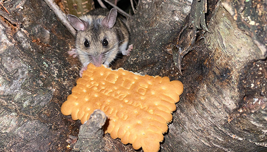 Amasyada görüldü: Nesli tükenmekte olan fareyi elleriyle besledi