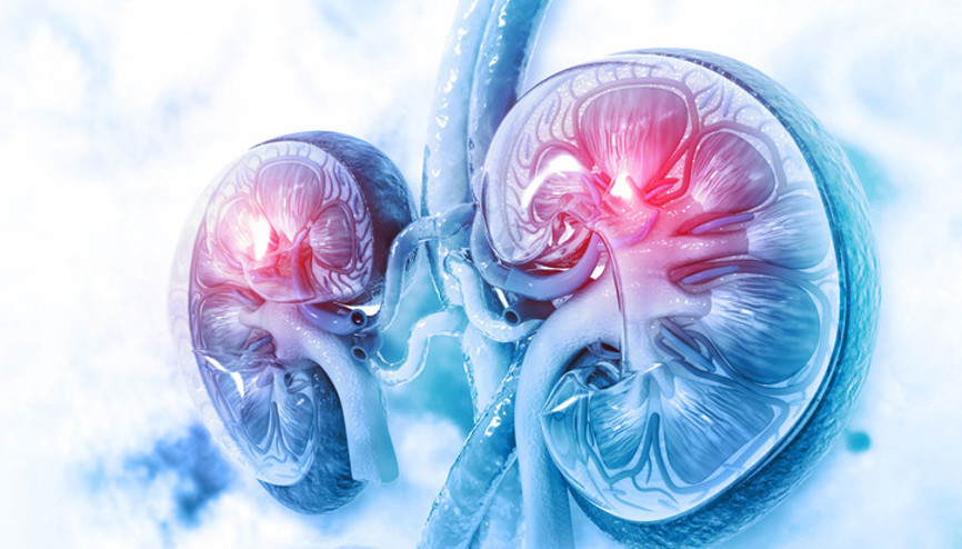 Tek böbrekle yaşam