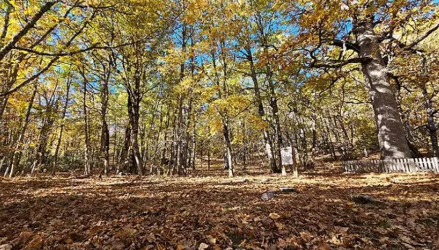 Dünyadaki tek kasnak meşesi ormanına izinsiz girmenin cezası 557 bin TL