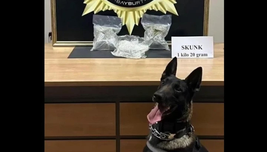 Bayburtta bavula yerleştirilmiş 1 kilo 20 gram skunk ele geçirildi