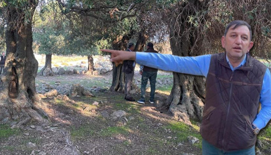 Türkiyede sadece Gökçeadada var Dünyada çok fazla yerde bulunmuyor: Nasıl gelmiş, kim getirmiş bilen yok