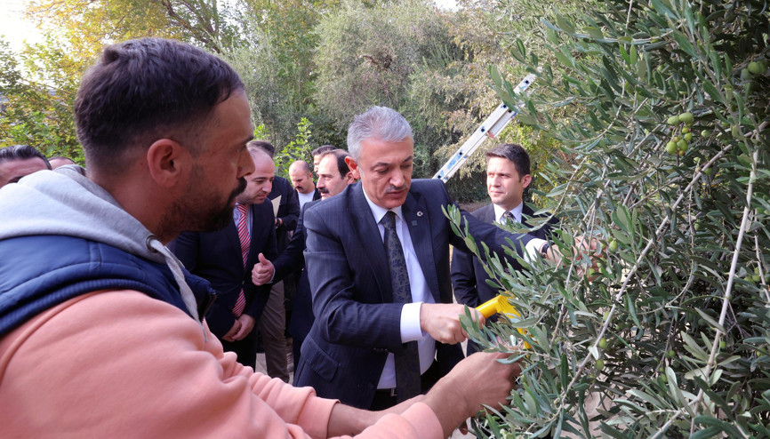 Vali Akkoyun Derik’te zeytin hasadına katıldı Vali Akkoyun Derik’te zeytin hasadına katıldı