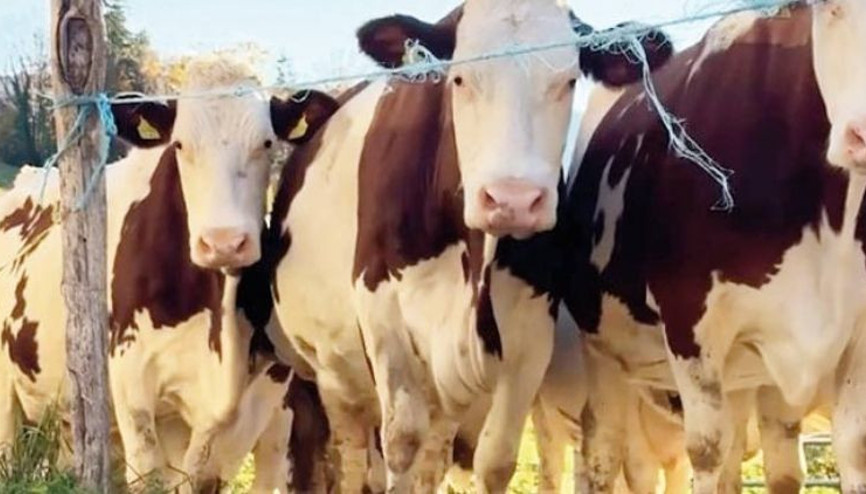 Trump’ın vergileri İsviçreli inekleri vurdu