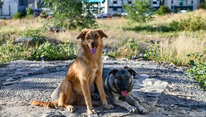 ‘Sahipsiz köpeklere kontrolsüz beslememe’ kararı