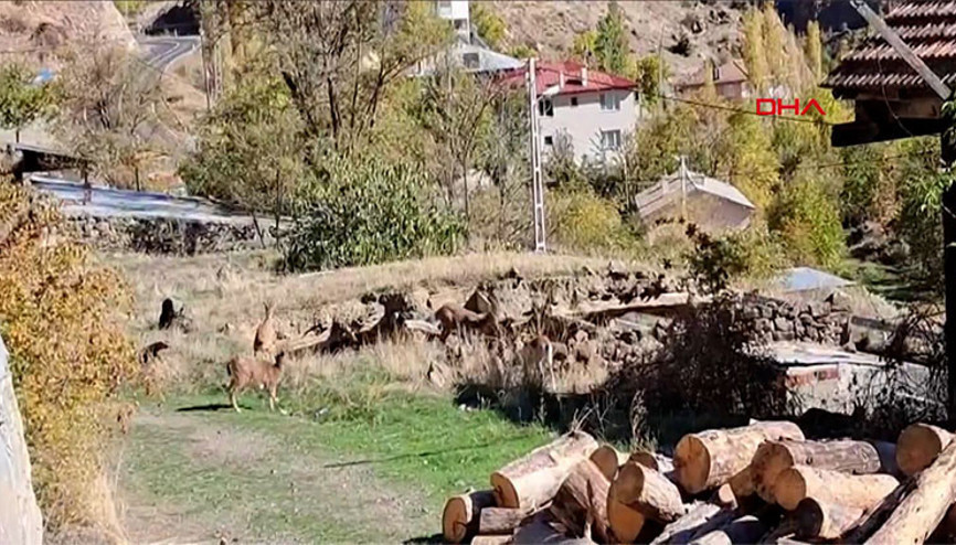 Mahalleye inen dağ keçileri, evlerin arasında dolaşıyor