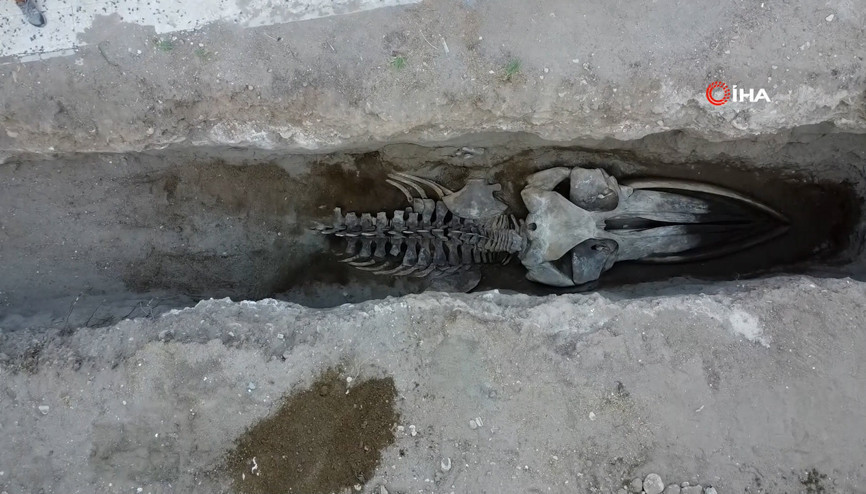 Heyecanlandıran keşifte 16 metrelik balinanın kemikleri birleştirilmeye başlandı