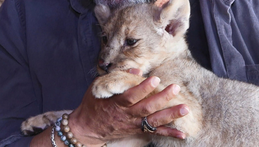 Tuzlada ele geçirilen yavru aslana Hugo adı verildi Bakımı için özel ekip kuruldu