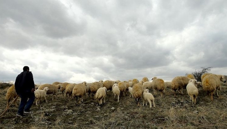 Cinayetten hükümlü kişi çobanlık yaparken yakalandı